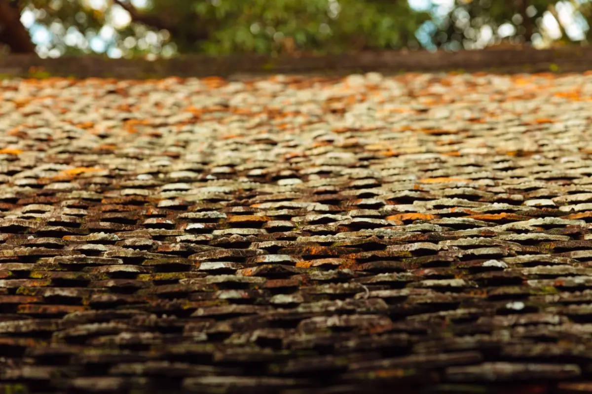 Moss growing on an aging asphalt shingle roof in Santa Fe, NM